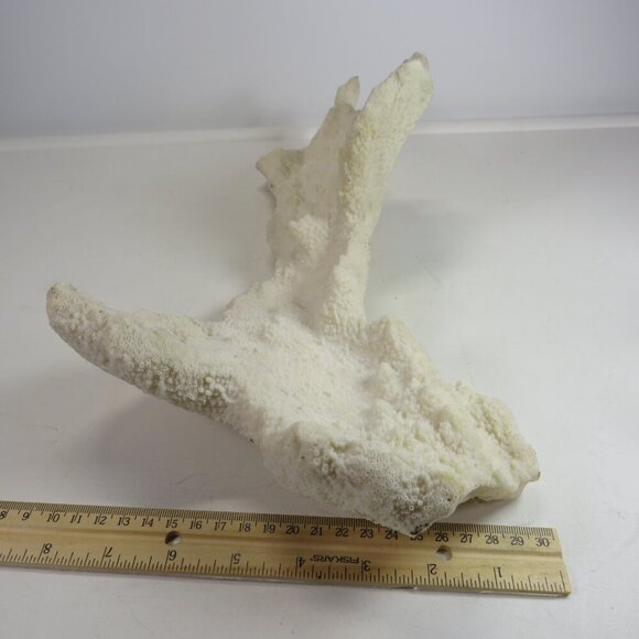 (1) solid Piece of REAL Coral over 3lbs & 13" long - Picture 2 of 14